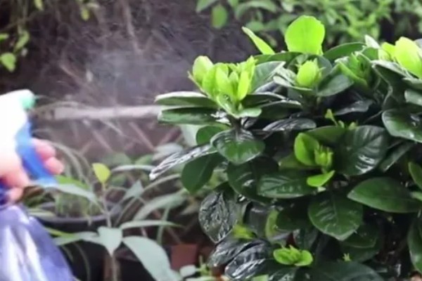 栀子花的叶片为何干枯,一般是光照过强、缺少水分等因素引起