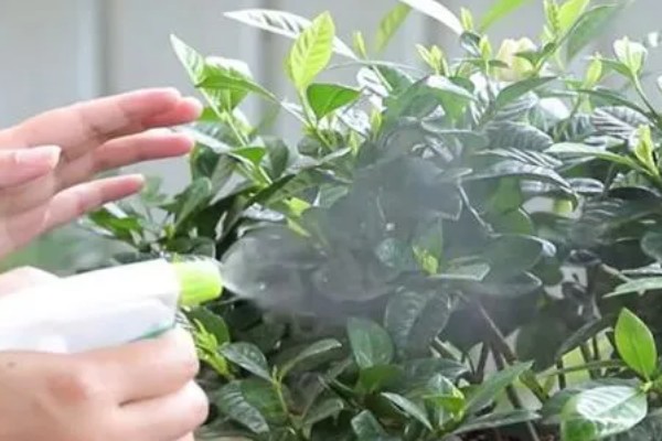 栀子花的叶片为何干枯,一般是光照过强、缺少水分等因素引起