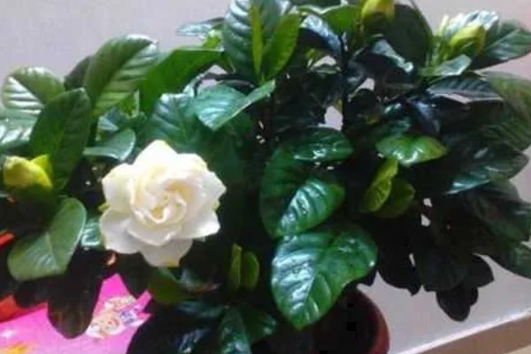 栀子花的叶片为何干枯,一般是光照过强、缺少水分等因素引起