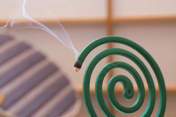 栀子花的叶片为何干枯,一般是光照过强、缺少水分等因素引起