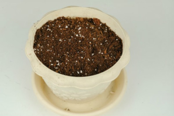 荔枝的盆栽方法,生长初期每隔3-5天浇一次水