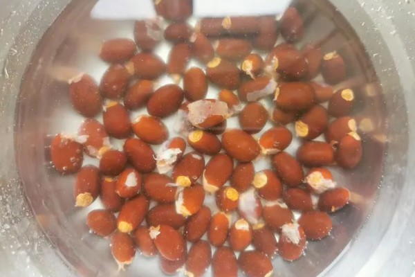荔枝的盆栽方法,生长初期每隔3-5天浇一次水