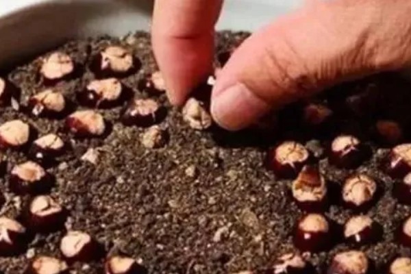 荔枝的盆栽方法,生长初期每隔3-5天浇一次水