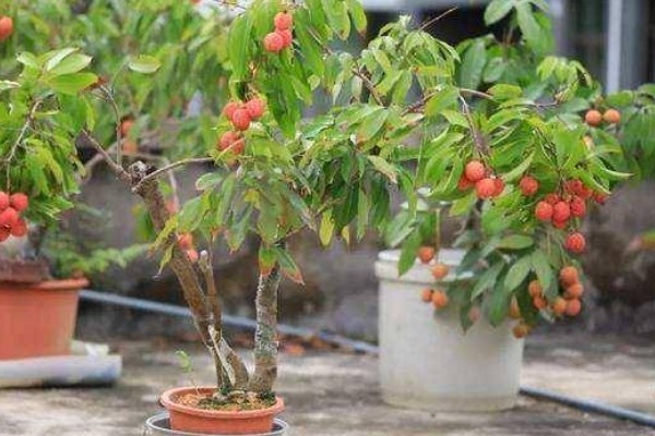荔枝的盆栽方法,生长初期每隔3-5天浇一次水