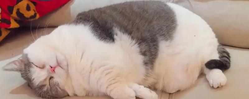猫咪脂肪肝的发生原因，肝脏内的脂肪堆积过多