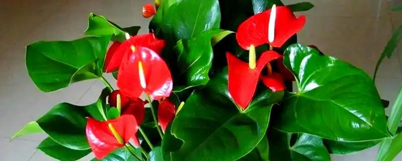 红掌花芽和叶芽有什么区别，花芽有很长的细柄、叶芽不见细柄