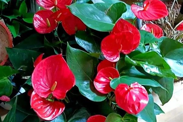 红掌花芽和叶芽有什么区别,花芽有很长的细柄、叶芽不见细柄