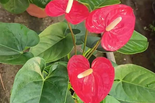 红掌花芽和叶芽有什么区别,花芽有很长的细柄、叶芽不见细柄