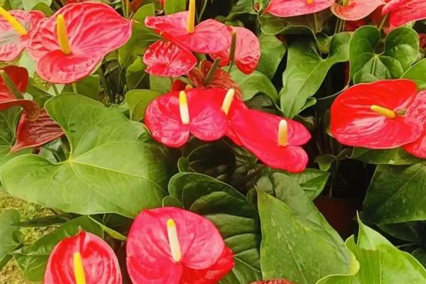 红掌花芽和叶芽有什么区别,花芽有很长的细柄、叶芽不见细柄