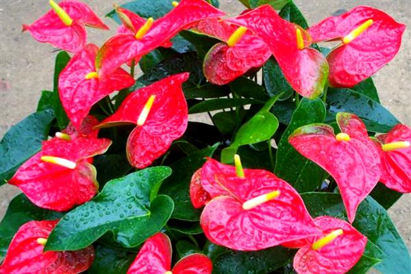 红掌花芽和叶芽有什么区别,花芽有很长的细柄、叶芽不见细柄
