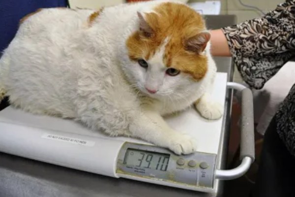猫咪脂肪肝的发生原因,肝脏内的脂肪堆积过多