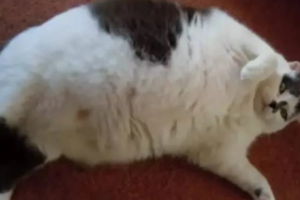 猫咪脂肪肝的发生原因,肝脏内的脂肪堆积过多