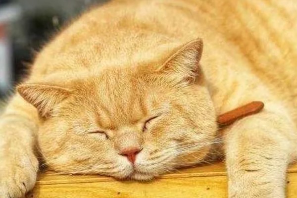 猫咪脂肪肝的发生原因,肝脏内的脂肪堆积过多