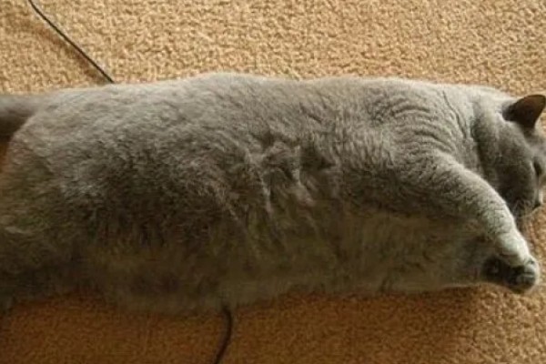 猫咪脂肪肝的发生原因,肝脏内的脂肪堆积过多