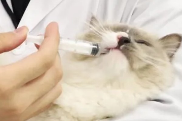 猫咪脂肪肝的发生原因,肝脏内的脂肪堆积过多