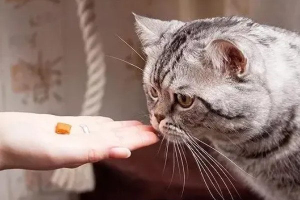 猫咪脂肪肝的发生原因,肝脏内的脂肪堆积过多
