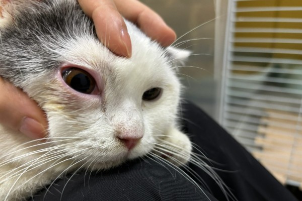 猫咪脂肪肝的发生原因,肝脏内的脂肪堆积过多