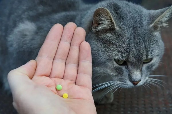 猫咪脂肪肝的发生原因,肝脏内的脂肪堆积过多