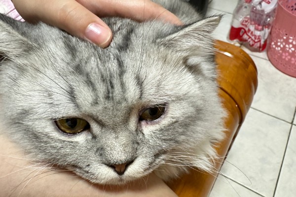 猫咪脂肪肝的发生原因,肝脏内的脂肪堆积过多