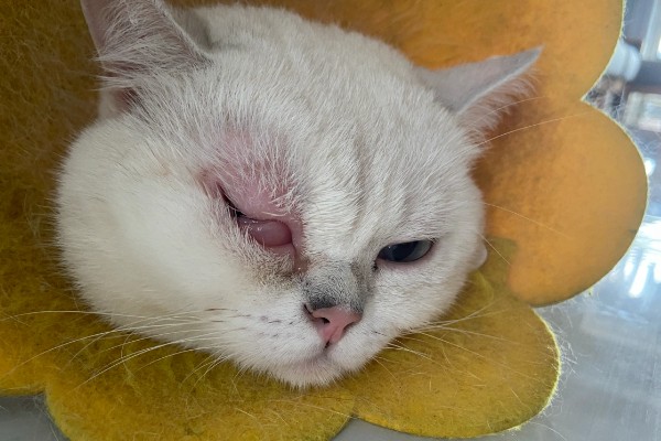 猫咪脂肪肝的发生原因,肝脏内的脂肪堆积过多