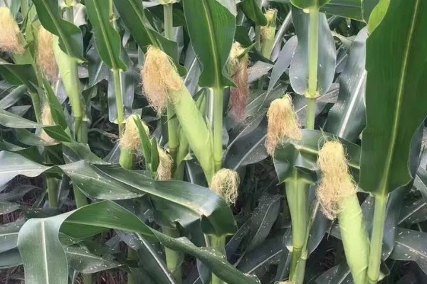 东单1607玉米种的产量表现,2016年平均亩产量达到766公斤左右