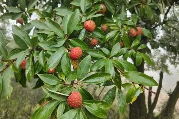 山荔枝能吃吗,果子能吃