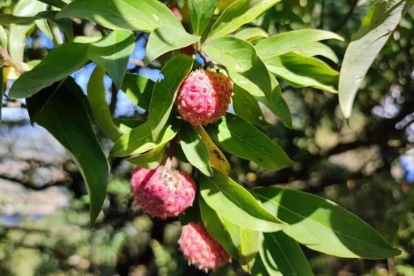 山荔枝能吃吗,果子能吃