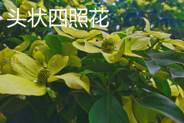 山荔枝能吃吗,果子能吃
