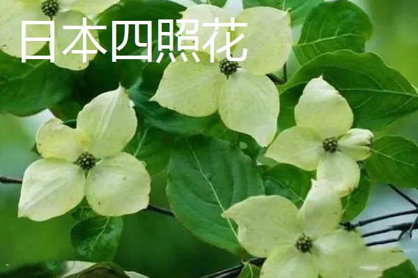 山荔枝能吃吗,果子能吃