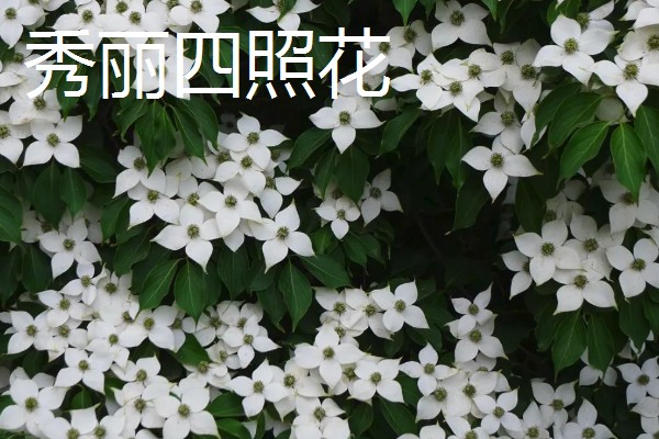 山荔枝能吃吗,果子能吃