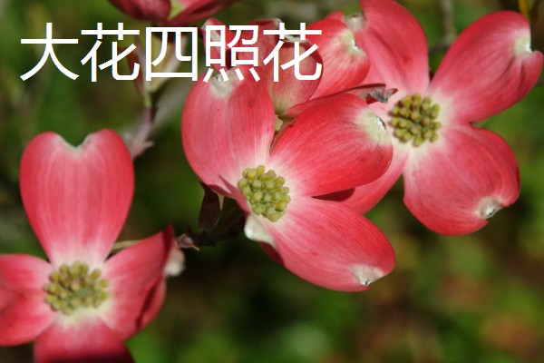 山荔枝能吃吗,果子能吃