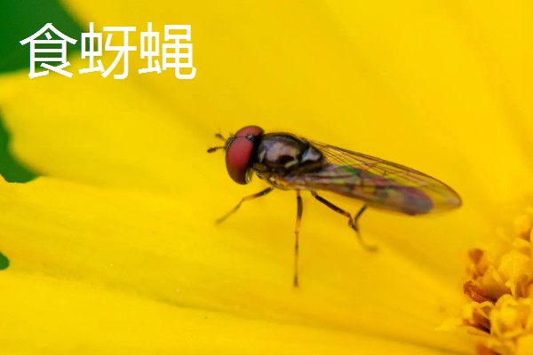 蚜虫害怕什么,害怕食蚜蝇、瓢虫等