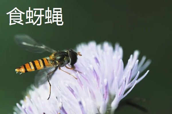 蚜虫害怕什么,害怕食蚜蝇、瓢虫等