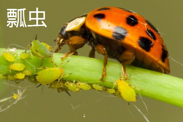 蚜虫害怕什么,害怕食蚜蝇、瓢虫等