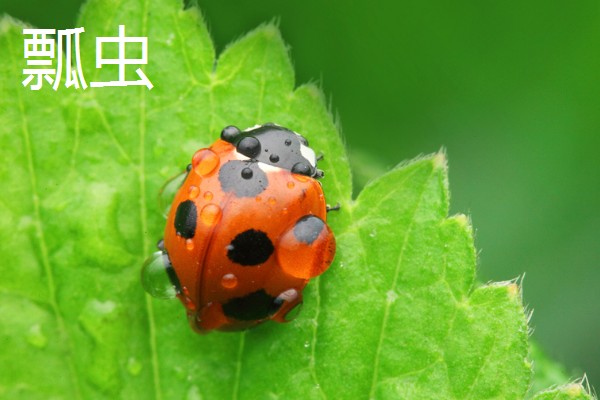 蚜虫害怕什么,害怕食蚜蝇、瓢虫等