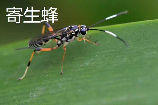 蚜虫害怕什么,害怕食蚜蝇、瓢虫等