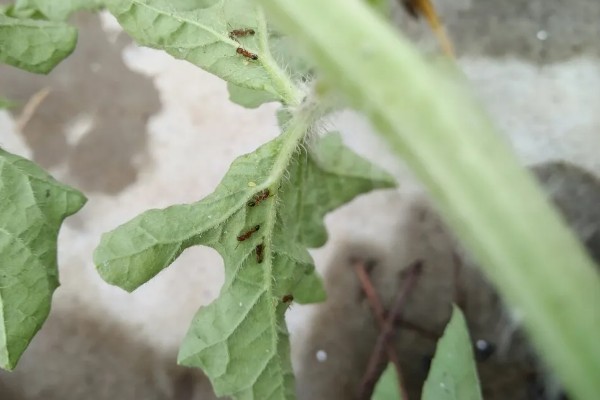 蚜虫害怕什么,害怕食蚜蝇、瓢虫等