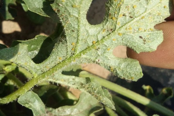 蚜虫害怕什么,害怕食蚜蝇、瓢虫等