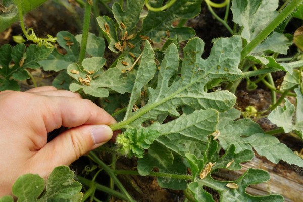 蚜虫害怕什么,害怕食蚜蝇、瓢虫等