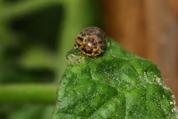 蚜虫害怕什么,害怕食蚜蝇、瓢虫等