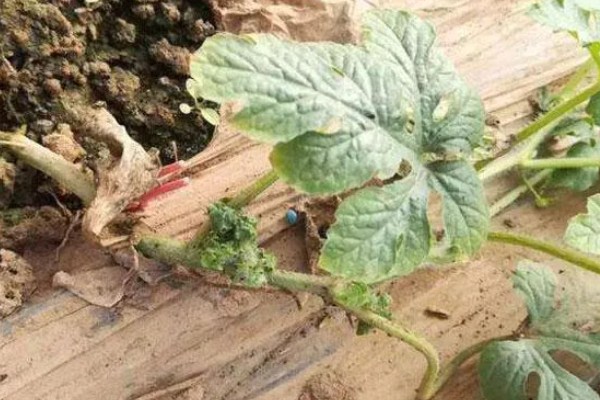 蚜虫害怕什么,害怕食蚜蝇、瓢虫等