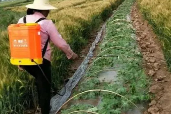 蚜虫害怕什么,害怕食蚜蝇、瓢虫等