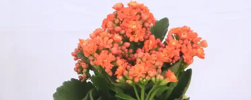长寿花冬季能不能换盆换土，可以换盆但不能换土