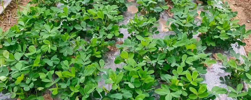 10月份能不能种花生，最晚在7-8月份种植