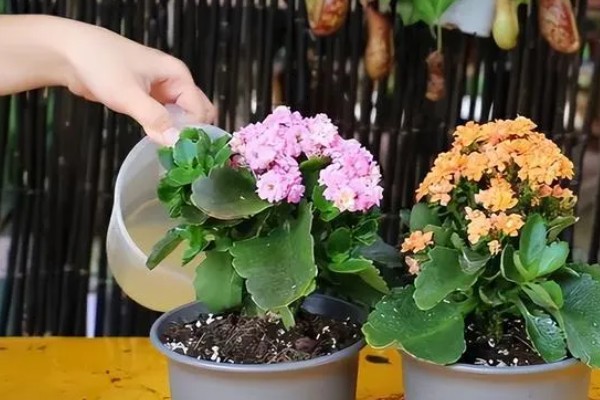 长寿花冬季能不能换盆换土,可以换盆但不能换土