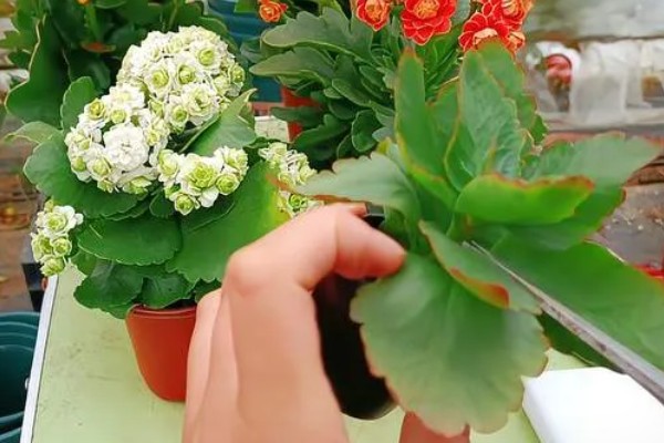 长寿花冬季能不能换盆换土,可以换盆但不能换土