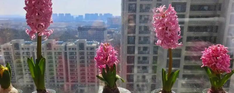 常见的水培花卉，有风信子、富贵竹等品种
