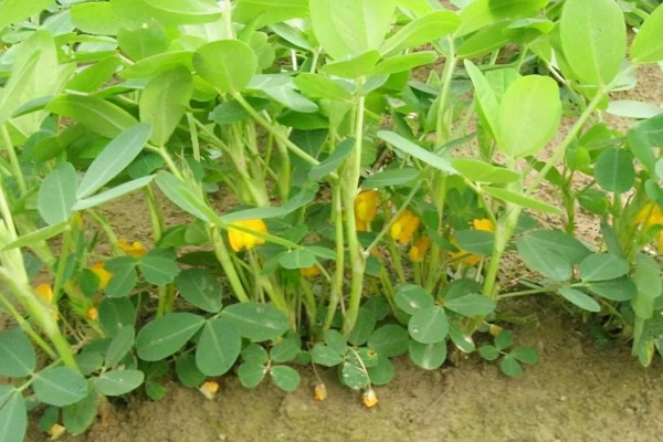 10月份能不能种花生,最晚在7-8月份种植
