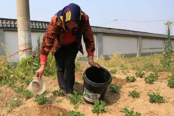 10月份能不能种花生,最晚在7-8月份种植