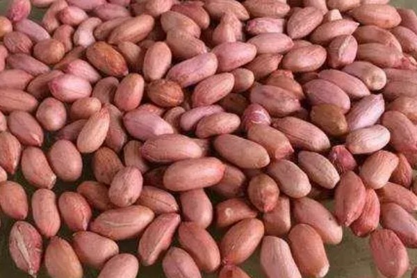 10月份能不能种花生,最晚在7-8月份种植